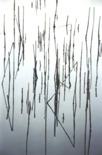 Schilfgras im Anglerweiher - Spiegelung