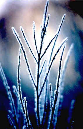 Vereiste Gr�ser - England