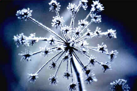 Foto - Vereiste Grser